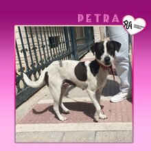 PETRA, Hund, Mischlingshund in Griechenland