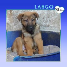 LARGO, Hund, Mischlingshund in Bulgarien