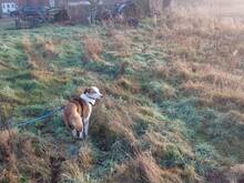 LEWENT, Hund, Mischlingshund in Haselünne - Bild 8