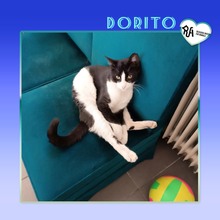 DORITO, Katze, Hauskatze in Bulgarien