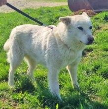 WOTAN, Hund, Mischlingshund in Rumänien