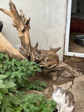 SEMA, Katze, Hauskatze in Rumänien - Bild 10