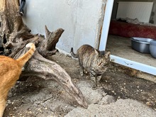 SEMA, Katze, Hauskatze in Rumänien - Bild 12