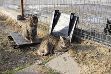 SEMA, Katze, Hauskatze in Rumänien - Bild 14