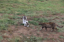 SEMA, Katze, Hauskatze in Rumänien - Bild 18