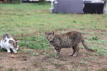 SEMA, Katze, Hauskatze in Rumänien - Bild 19