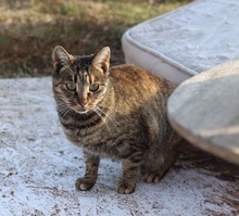 SEMA, Katze, Hauskatze in Rumänien - Bild 2