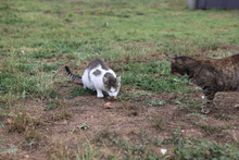 SEMA, Katze, Hauskatze in Rumänien - Bild 20