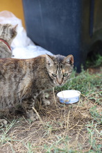 SEMA, Katze, Hauskatze in Rumänien - Bild 21