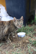 SEMA, Katze, Hauskatze in Rumänien - Bild 22