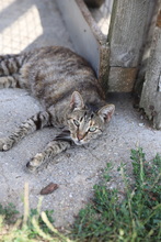 SEMA, Katze, Hauskatze in Rumänien - Bild 23