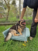 KAZIK, Hund, Mischlingshund in Schwielowsee