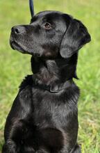 FREDY, Hund, Labrador Retriever-Mix in Portugal - Bild 1