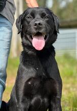 FREDY, Hund, Labrador Retriever-Mix in Portugal - Bild 2