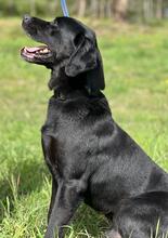 FREDY, Hund, Labrador Retriever-Mix in Portugal - Bild 3