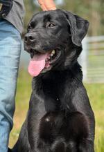 FREDY, Hund, Labrador Retriever-Mix in Portugal - Bild 4