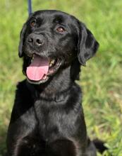 FREDY, Hund, Labrador Retriever-Mix in Portugal - Bild 5