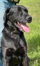 FREDY, Hund, Labrador Retriever-Mix in Portugal - Bild 6