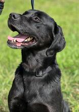 FREDY, Hund, Labrador Retriever-Mix in Portugal - Bild 7