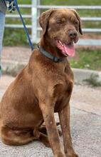 GUGA, Hund, Labrador Retriever-Mix in Portugal - Bild 1