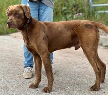 GUGA, Hund, Labrador Retriever-Mix in Portugal - Bild 2