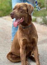 GUGA, Hund, Labrador Retriever-Mix in Portugal - Bild 3