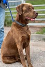 GUGA, Hund, Labrador Retriever-Mix in Portugal - Bild 4