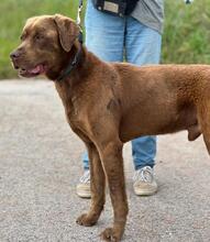 GUGA, Hund, Labrador Retriever-Mix in Portugal - Bild 5