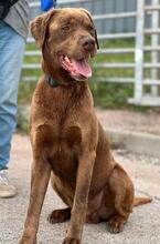 GUGA, Hund, Labrador Retriever-Mix in Portugal - Bild 6