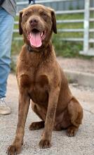 GUGA, Hund, Labrador Retriever-Mix in Portugal - Bild 7