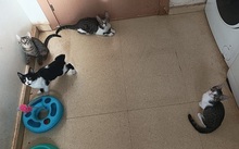 POPPY, Katze, Europäisch Kurzhaar in Spanien - Bild 10