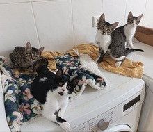 POPPY, Katze, Europäisch Kurzhaar in Spanien - Bild 9