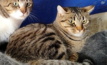 BRIDGET, Katze, Europäisch Kurzhaar in Spanien - Bild 14