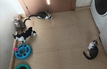 BRIDGET, Katze, Europäisch Kurzhaar in Spanien - Bild 6