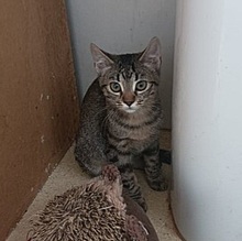 BRIDGET, Katze, Europäisch Kurzhaar in Spanien - Bild 8