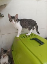 SUKY, Katze, Europäisch Kurzhaar in Spanien - Bild 8