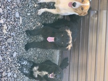 MOGLI, Hund, Mischlingshund in Rumänien - Bild 2