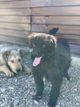 MOGLI, Hund, Mischlingshund in Rumänien - Bild 3