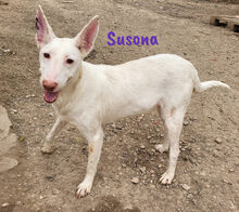 SUSONA, Hund, Podenco in Spanien - Bild 2