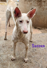 SUSONA, Hund, Podenco in Spanien - Bild 3