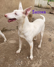 SUSONA, Hund, Podenco in Spanien - Bild 4