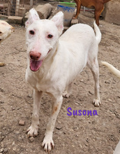 SUSONA, Hund, Podenco in Spanien - Bild 5