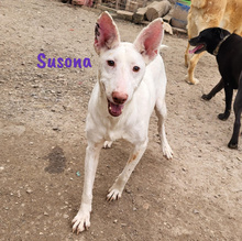 SUSONA, Hund, Podenco in Spanien - Bild 6