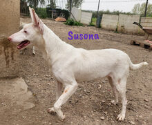 SUSONA, Hund, Podenco in Spanien - Bild 7