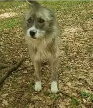 AMY, Hund, Mischlingshund in Rumänien - Bild 2