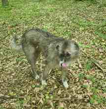 AMY, Hund, Mischlingshund in Rumänien - Bild 6