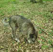 AMY, Hund, Mischlingshund in Rumänien - Bild 7