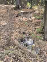 AMY, Hund, Mischlingshund in Rumänien - Bild 8