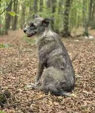 AMY, Hund, Mischlingshund in Rumänien - Bild 9