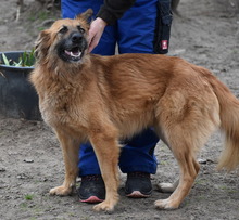 GEORGIA, Hund, Mischlingshund in Ungarn - Bild 1